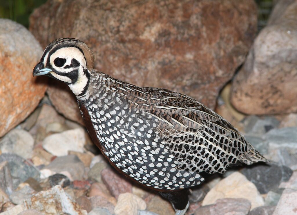 Montezuma Quail