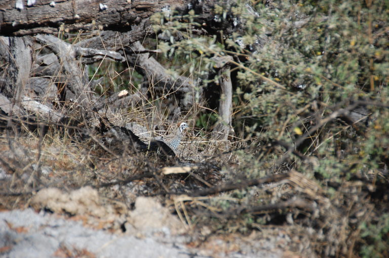 Wing Barrel Results - Southern Arizona Quail Forever