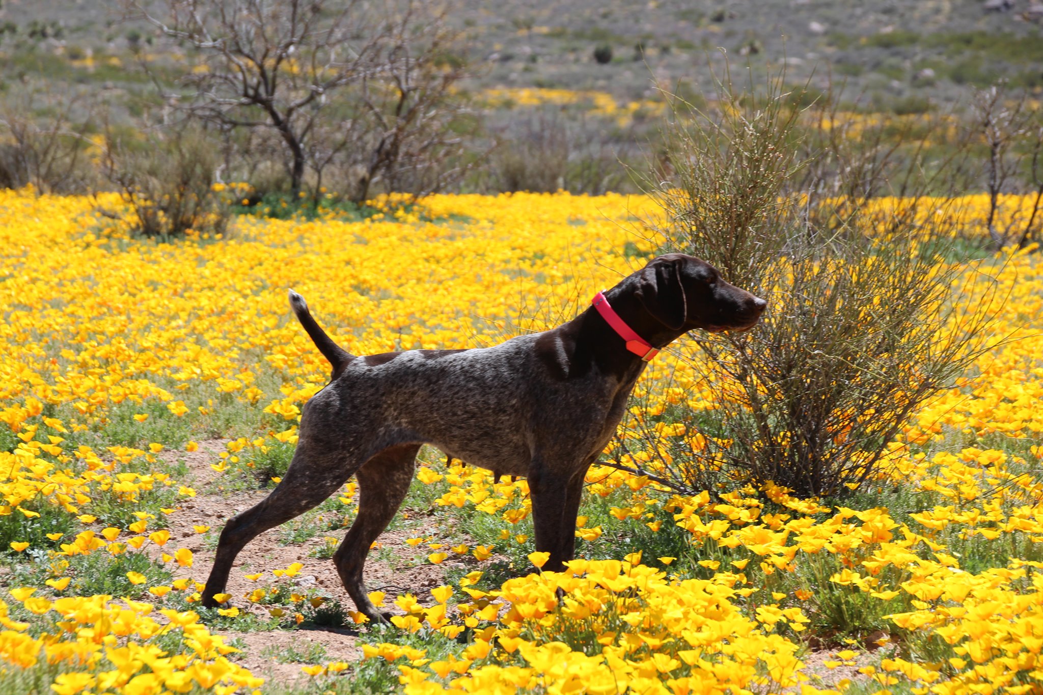 what-to-do-if-your-dog-gets-heat-stroke-southern-arizona-quail-forever